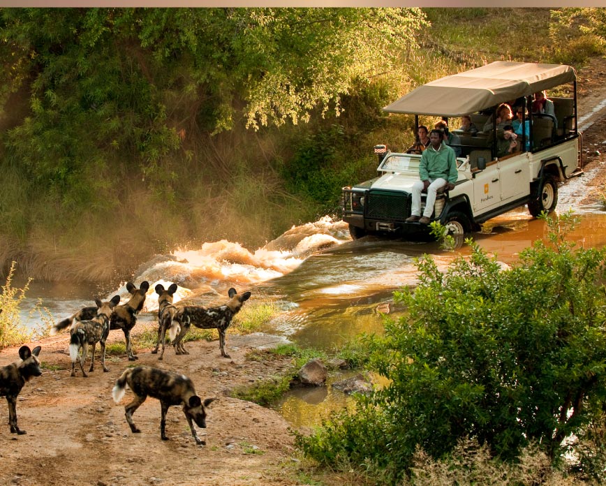 ADORE Africa Safari Guide